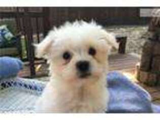 Maltese Puppy for sale in Birmingham, AL, USA
