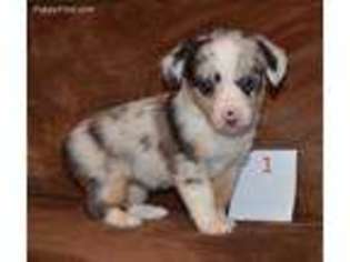 Miniature Australian Shepherd Puppy for sale in Danville, AL, USA