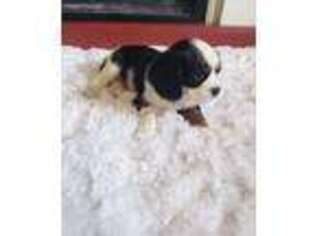 Cavalier King Charles Spaniel Puppy for sale in Romney, WV, USA