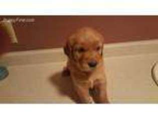Golden Retriever Puppy for sale in Brunswick, ME, USA