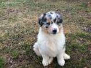 Australian Shepherd Puppy for sale in Peebles, OH, USA