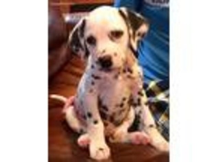 Dalmatian Puppy for sale in Mc Andrews, KY, USA