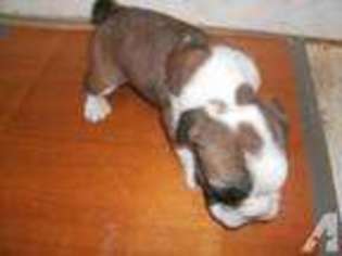 Bulldog Puppy for sale in LONDON, KY, USA