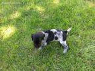 German Shorthaired Pointer Puppy for sale in Oshkosh, WI, USA