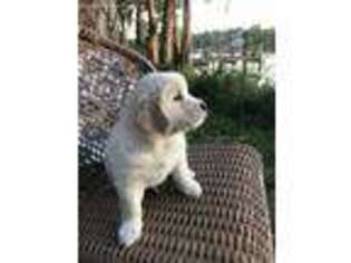 Golden Retriever Puppy for sale in Odessa, FL, USA