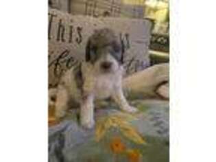 Labradoodle Puppy for sale in Beverly Hills, FL, USA