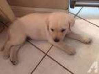 Labrador Retriever Puppy for sale in SARASOTA, FL, USA