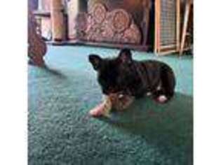 French Bulldog Puppy for sale in Bothell, WA, USA