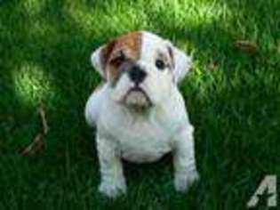 Bulldog Puppy for sale in WINCHESTER, CA, USA