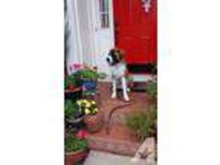 Saint Bernard Puppy for sale in TRIANGLE, VA, USA