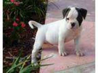 American Bulldog Puppy for sale in Miami, FL, USA