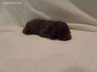 Labradoodle Puppy for sale in Whittier, CA, USA