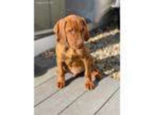 Vizsla Puppy for sale in Morgantown, PA, USA