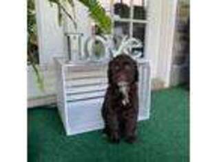 Portuguese Water Dog Puppy for sale in Washington, IN, USA