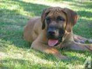 Great Dane Puppy for sale in MULINO, OR, USA