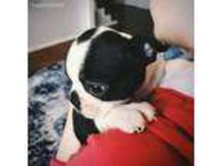 Boston Terrier Puppy for sale in Perryville, KY, USA