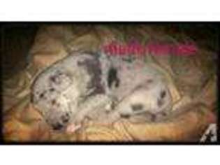 Great Dane Puppy for sale in COOKEVILLE, TN, USA