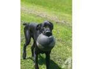 Great Dane Puppy for sale in VAN WERT, OH, USA