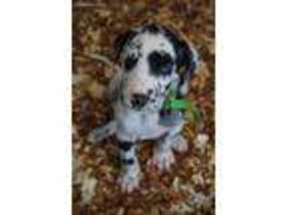 Great Dane Puppy for sale in Buckley, IL, USA