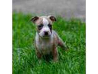 American Staffordshire Terrier Puppy for sale in Snellville, GA, USA