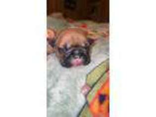 French Bulldog Puppy for sale in Valley, AL, USA