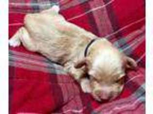 Mutt Puppy for sale in Grifton, NC, USA
