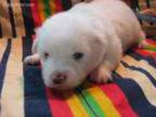 American Eskimo Dog Puppy for sale in Brooksville, FL, USA