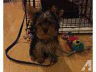 Yorkshire Terrier Puppy for sale in JERSEY CITY, NJ, USA
