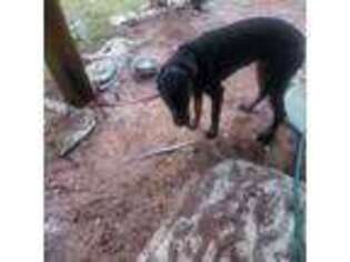 Rottweiler Puppy for sale in Locust Grove, GA, USA