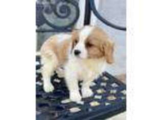 Cavachon Puppy for sale in Dallas, TX, USA