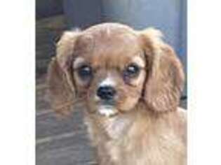 Cavalier King Charles Spaniel Puppy for sale in Iron Mountain, MI, USA