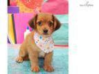 Chiweenie Puppy for sale in Saint George, UT, USA