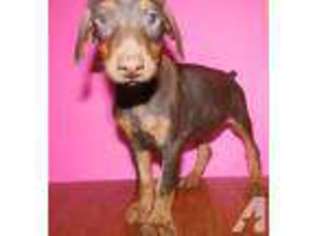 Doberman Pinscher Puppy for sale in GREENVILLE, TX, USA