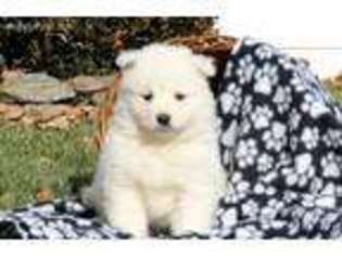 Samoyed Puppy for sale in Monroe, GA, USA