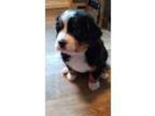 Bernese Mountain Dog Puppy for sale in Vancouver, WA, USA
