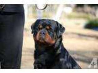 Rottweiler Puppy for sale in SACRAMENTO, CA, USA