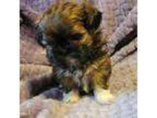 Mutt Puppy for sale in Kenmore, WA, USA