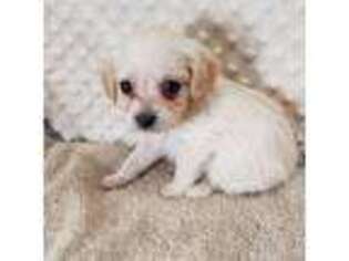 Shorkie Tzu Puppy for sale in Childress, TX, USA