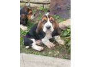 Basset Hound Puppy for sale in Frankfort, KS, USA