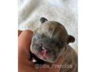 French Bulldog Puppy for sale in Layton, UT, USA