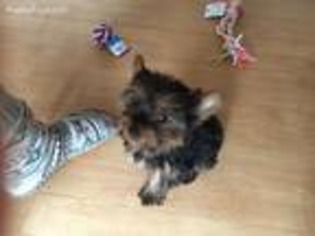 Yorkshire Terrier Puppy for sale in Killeen, TX, USA