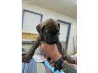 Bullmastiff Puppy for sale in Wetumpka, AL, USA