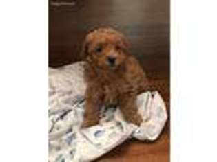 Mutt Puppy for sale in Englewood, TN, USA