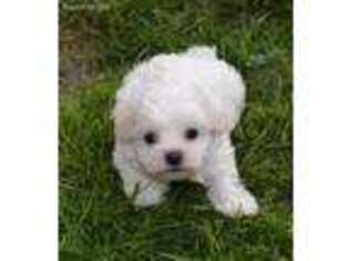Maltese Puppy for sale in Bainbridge Island, WA, USA