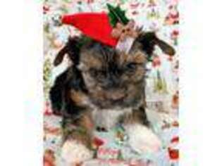 Yorkshire Terrier Puppy for sale in Poquoson, VA, USA