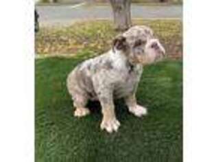 Bulldog Puppy for sale in Coalinga, CA, USA