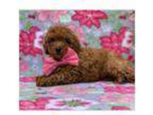 Mutt Puppy for sale in Lindenhurst, NY, USA
