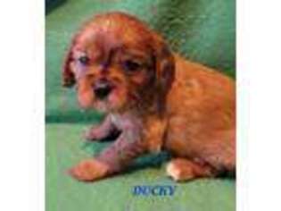 Cavalier King Charles Spaniel Puppy for sale in Gerry, NY, USA