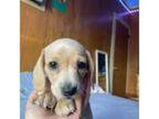 Dachshund Puppy for sale in Rahway, NJ, USA