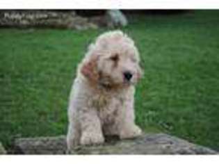 Goldendoodle Puppy for sale in Killbuck, OH, USA